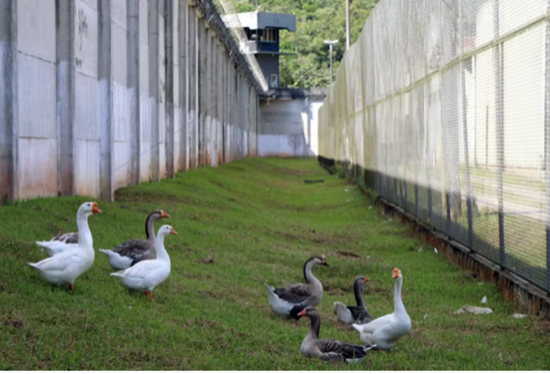 Os gansos são um complemento às câmeras e às torres de vigilância