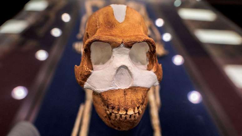 Cientistas discutem como o ancestral dos seres humanos Homo naledi podia ser tão inteligente com seu cérebro relativamente pequeno