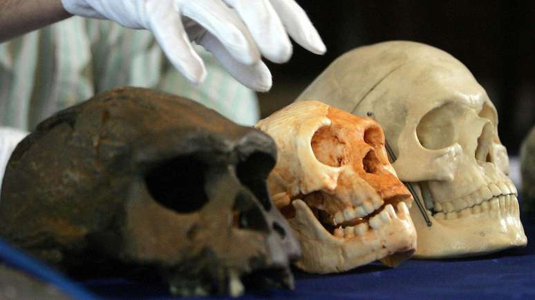 O crânio do Homo floresiensis tinha pequenas dimensões que desafiaram os preconceitos sobre a relação entre o tamanho do cérebro humano e a inteligência