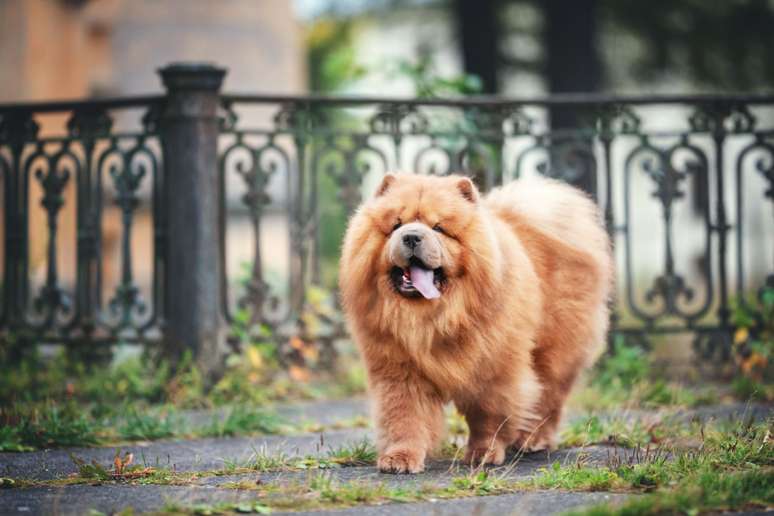 Controlar a quantidade de comida é essencial para evitar a obesidade nos cães da raça chow chow 