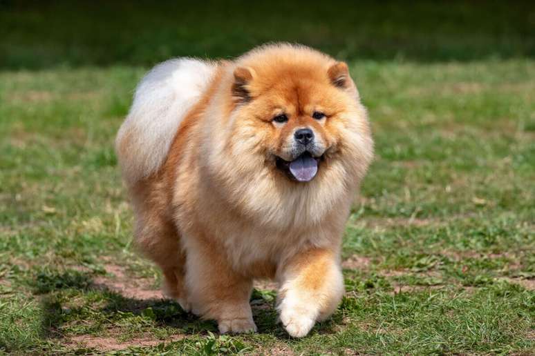 O chow chow é conhecido por sua personalidade independente e reservada