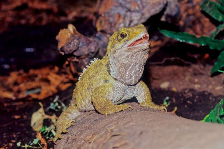 The tuatara has scaly skin and spiny ridges along its back. 