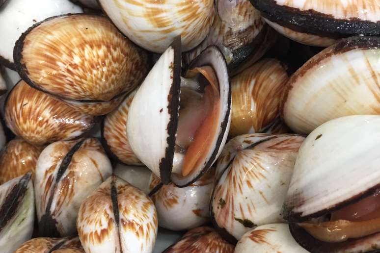 The colors of the bivalve mollusc can vary from shades of brown, grey, cream to white 