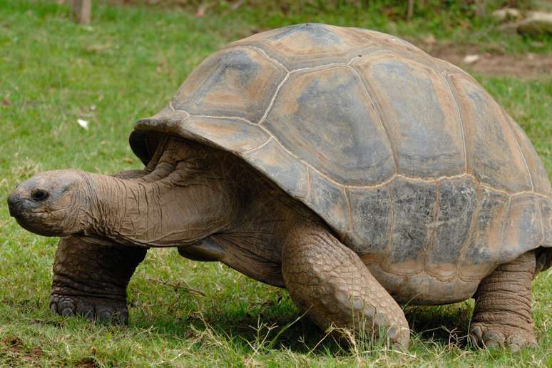 Giant Galapagos tortoises are native to the Galápagos Islands, a volcanic archipelago located off the coast of Ecuador. 