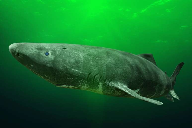 Greenland sharks are one of the largest sharks in the world, reaching up to 7 meters in length 