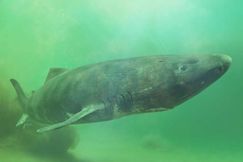 5 animals that can live more than 100 years