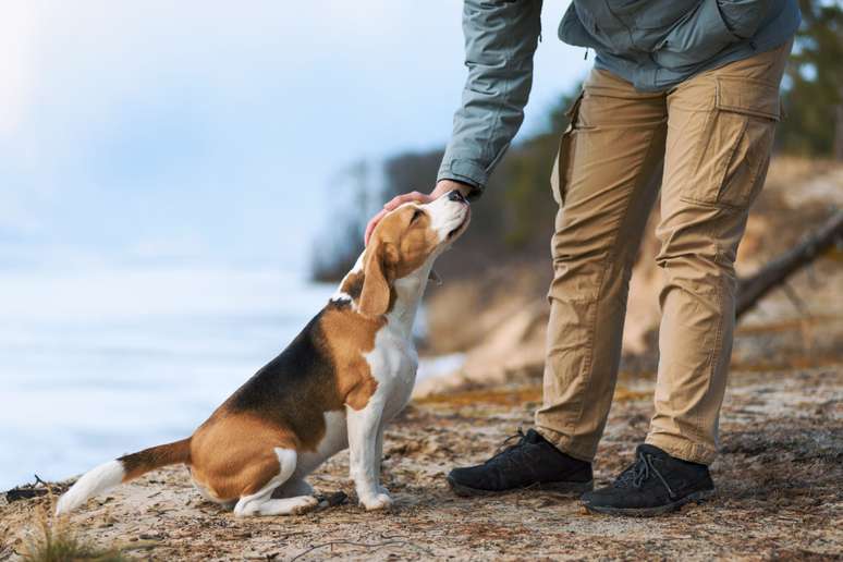 Oferecer a mão para o cachorro cheirar permite que o animal se familiarize com seu cheiro 