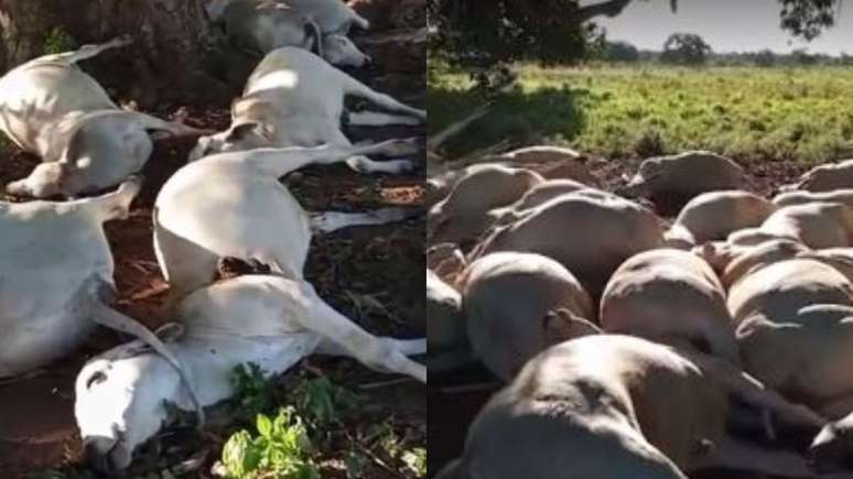 Raio cai em fazenda no TO e mata mais de 40 bois que estavam embaixo de árvore