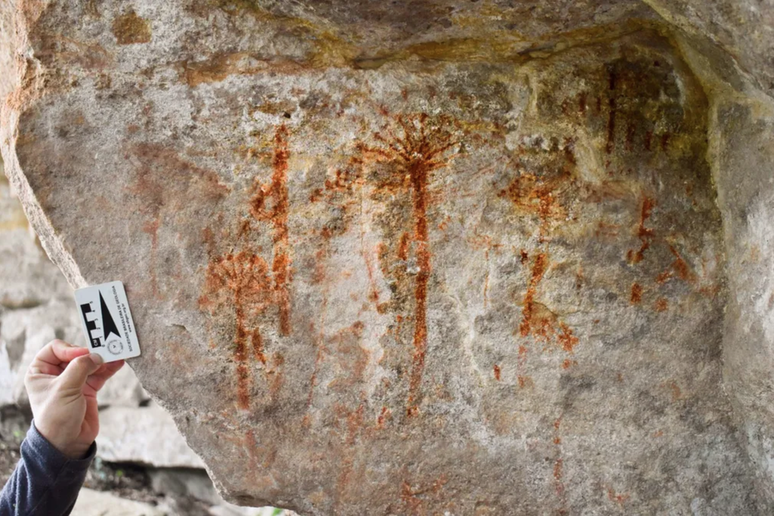 Pinturas rupestres de araucárias nunca haviam sido encontradas antes, mostrando a incrível história das árvores e dos povos originários (Imagem: Gups/UEPG)