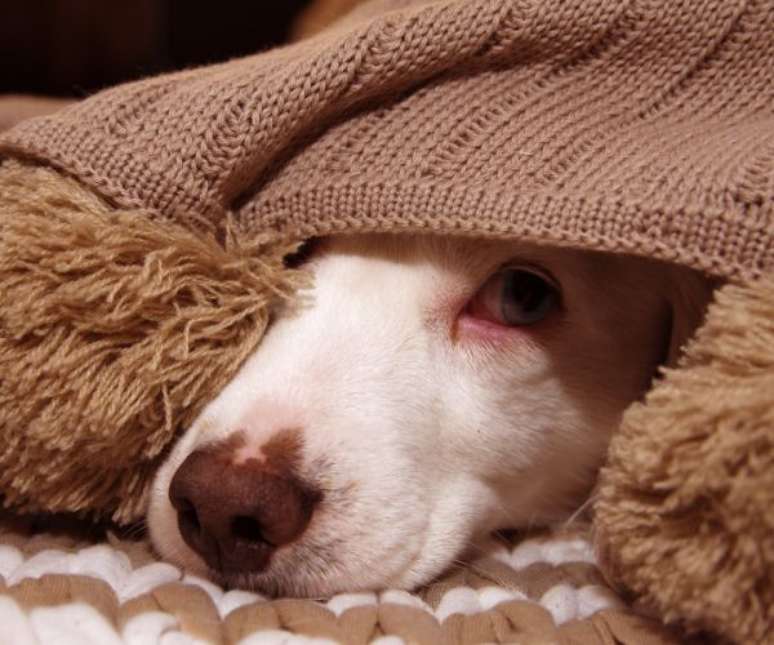 How to protect dogs from fireworks on New Year’s Eve