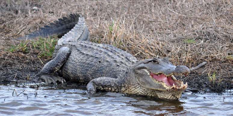 The difference between an alligator and an alligator is subtle and requires attention to detail (Photo: Wilafa/Unsplash)