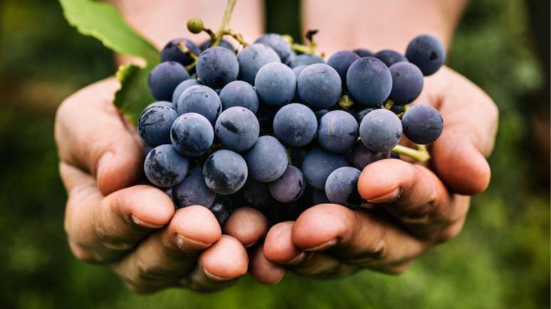 Recipes with grapes: attract good luck for the New Year with sweets