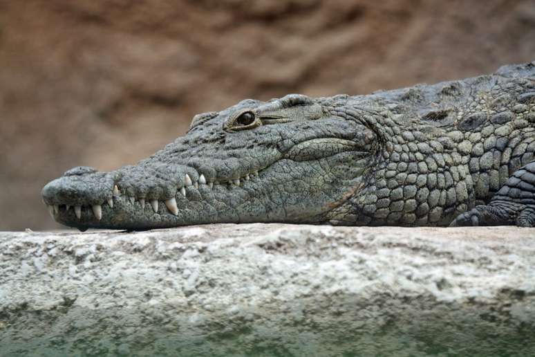 Gli alligatori hanno il muso più lungo dei coccodrilli (Foto: Leigh Bedford/Unsplash)