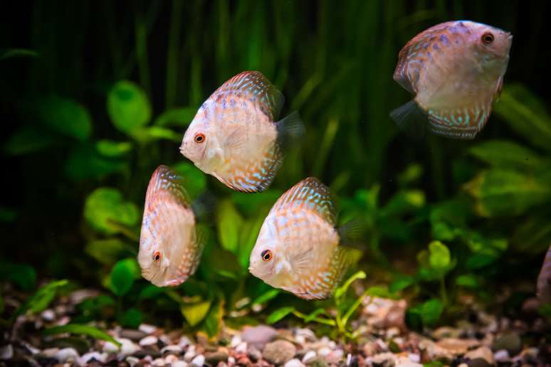 Na hora de comprar um peixe, é importante observar o comportamento dele 