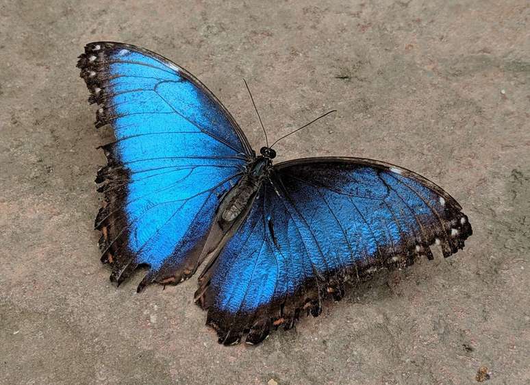 La diferencia entre una mariposa y una polilla se puede ver en la apariencia y el comportamiento (Foto: Anne Lambeck/Unsplash)