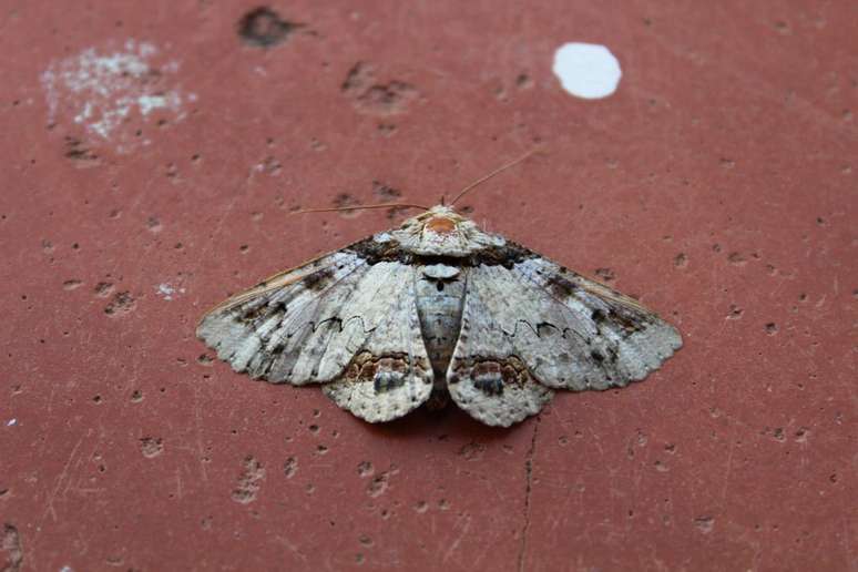 Mucha gente confunde las mariposas con las polillas, pero es posible notar la diferencia (Foto: Carol Petri/Unsplash)