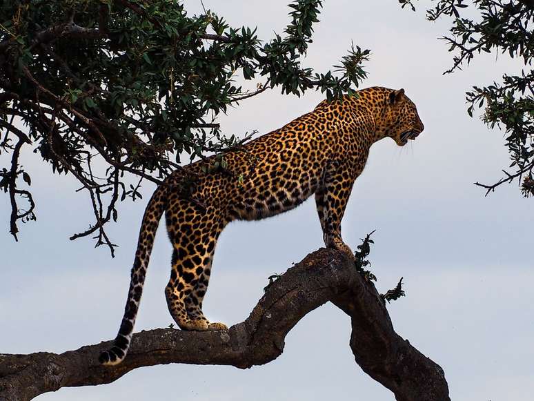 Leopardos são menores e conseguem se alimentar em árvores, fugindo de outros predadores (Imagem: Bibake Uppal/Unsplash)
