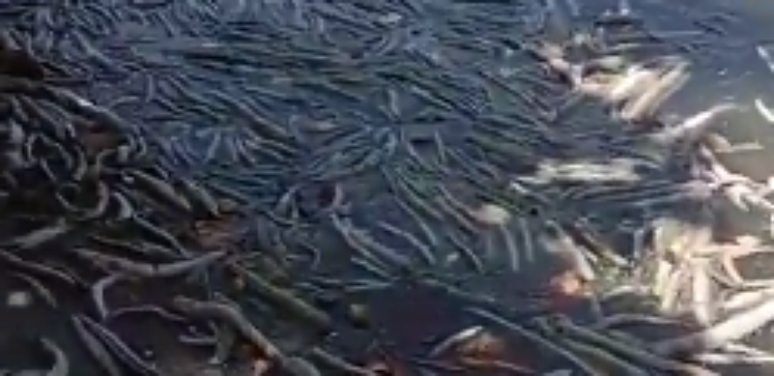 Lagoa Mundaú, em Maceió repleta de peixes mortos