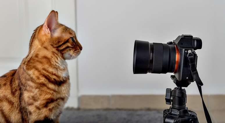 Why do kitten videos on the Internet calm us down and cheer us up?