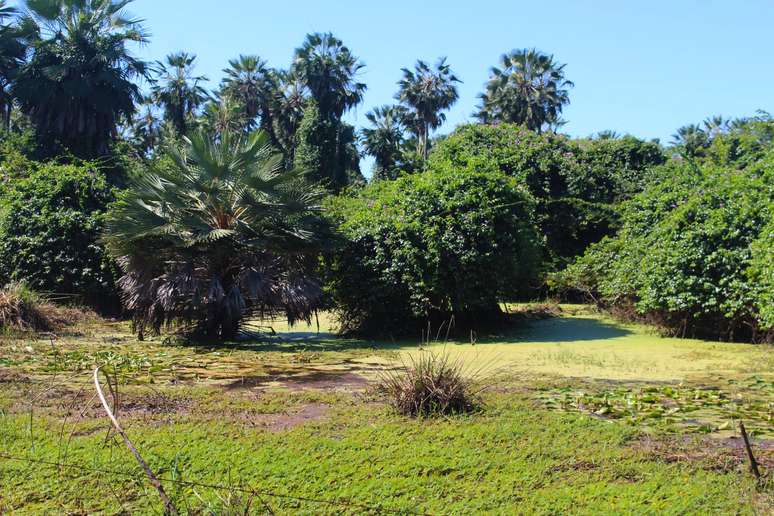 Poças de água onde os peixes são encontrados na Caatinga