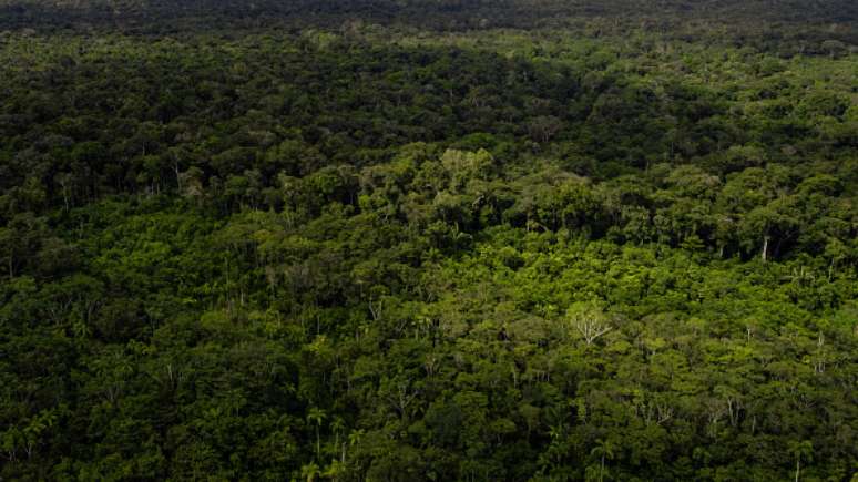 Floresta amazônica em imagem de drone