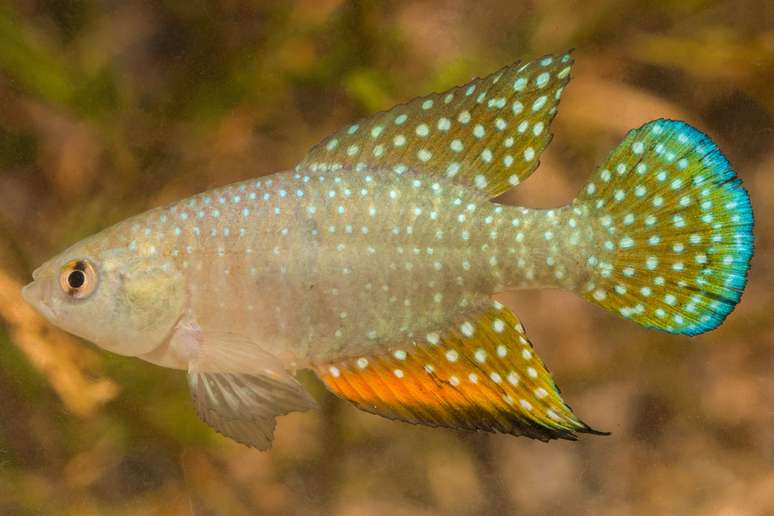 Hypsolebias gongobira, macho encontrado na Caatinga