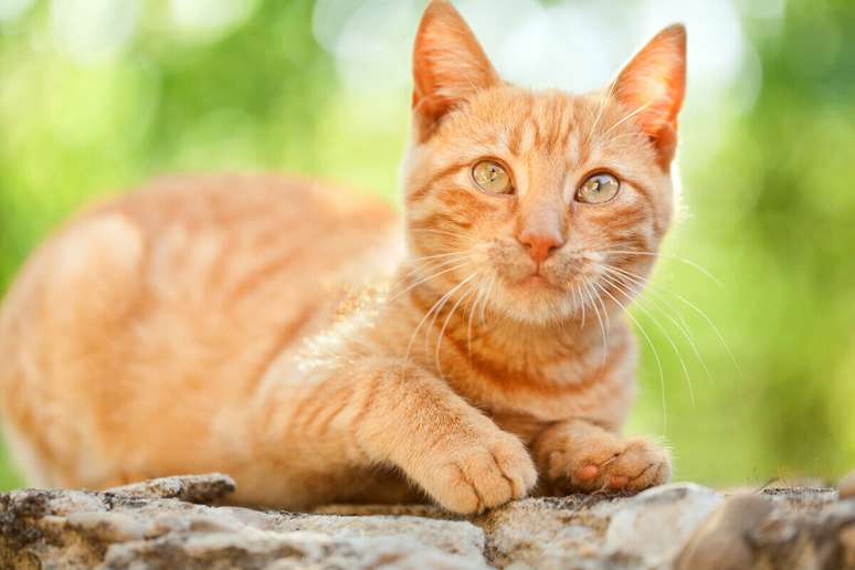 Gatos alaranjados são conhecidos por terem uma personalidade única