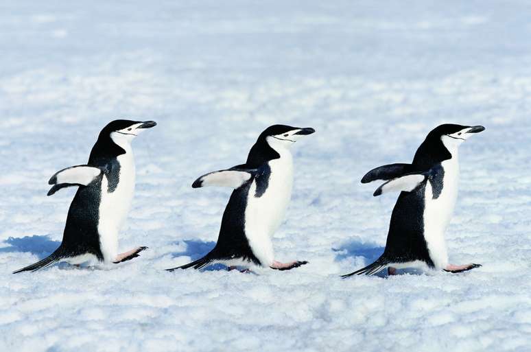 Pinguins-de-barbicha