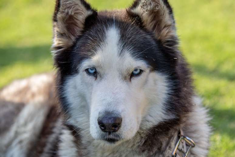 Em climas quentes, o husky siberiano enfrenta dificuldades para se resfriar 