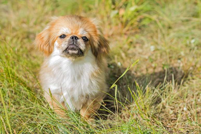 Assim como outras ra&ccedil;as de focinho achatado, o pequin&ecirc;s tamb&eacute;m costuma enfrentar problemas respirat&oacute;rios 