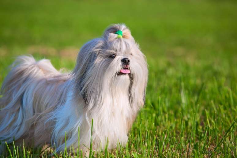 O pelo espesso do shih tzu pode aumentar o desconforto em climas quentes 