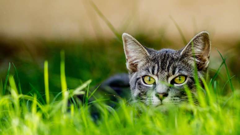 Mascotes encantadores ou predadores implacáveis?