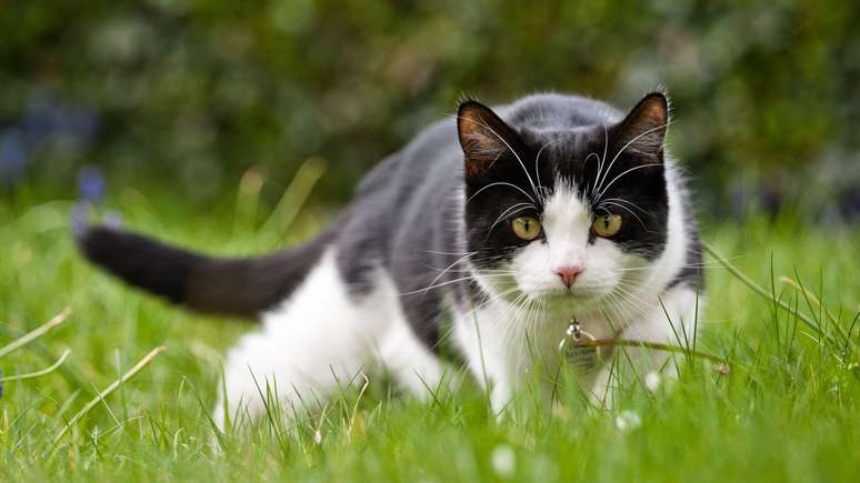 Gatos são exemplos perfeitos da evolução dos animais