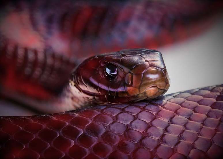 Dentes de cobra ajudam a prever a rapidez com que ela vai fazer um ataque (Imagem: Pelooyen/Envato)