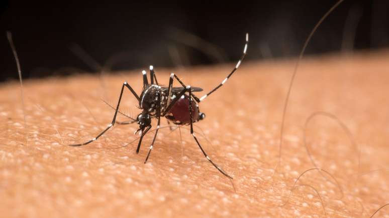 Aedes aegypti é reconhecido por sua coloração escura com listras brancas ao longo do corpo e pernas; ele é menor que outros mosquitos comuns e é diurno