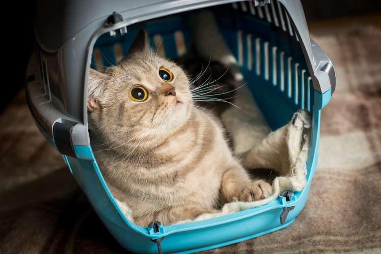 É importante lembrar de tornar a parte interna da caixa de transporte mais confortável para os gatos 
