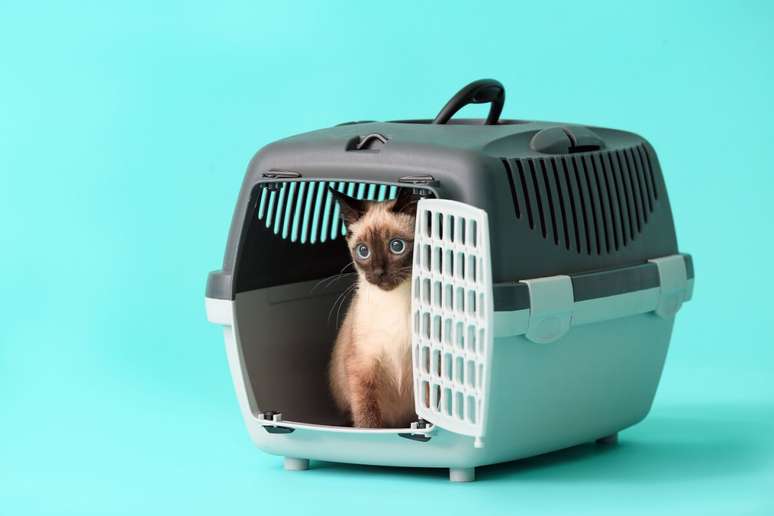 Para garantir que seu gato seja levado aos lugares em segurança, é preciso uma boa caixa de transporte