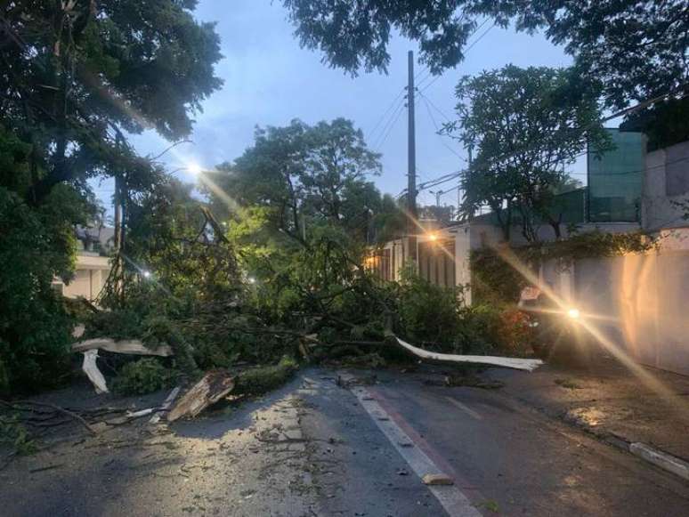 Chuva na última segunda-feira provocou quedas de árvores em diferentes pontos da cidade