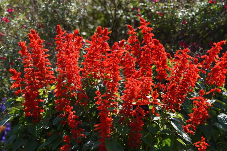 A flor-de-cardeal pode ser plantada em janeiro deste ano 