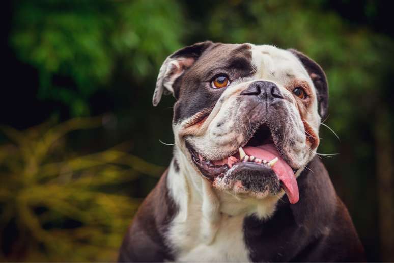 Comparado ao buldogue francês, o buldogue inglês tende a ser mais calmo e tranquilo 