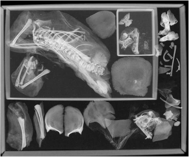Radiografia da múmia do bebê decapitado no nascimento (Imagem: Margolis, Hunt/International Journal of Osteoarchaeology)