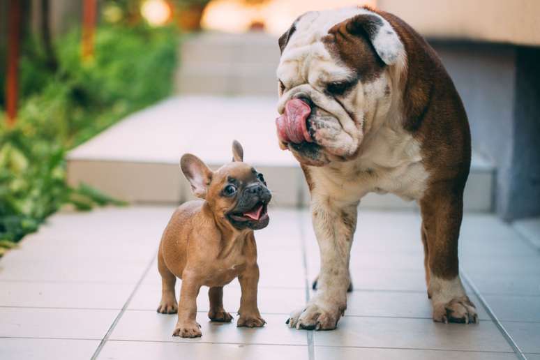 O buldogue inglês é geralmente maior e mais pesado em comparação com o buldogue francês