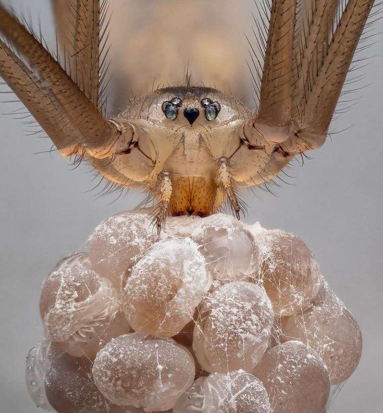 Esta imagem de uma aranha ajudou Frost a ganhar o British Photography Award