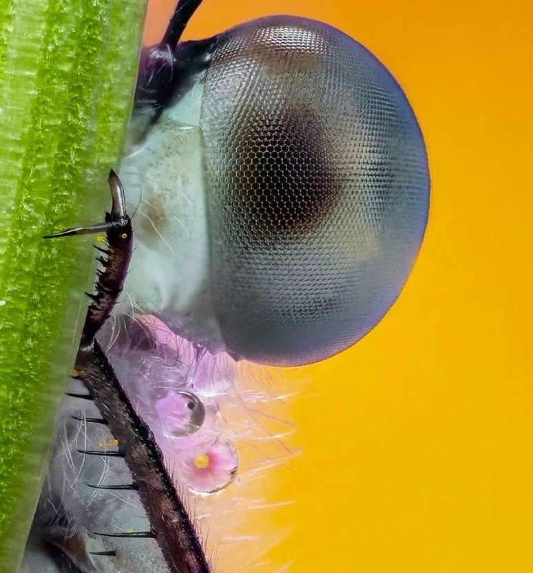 Fotografias de Frost são compostas de muitas imagens em camadas