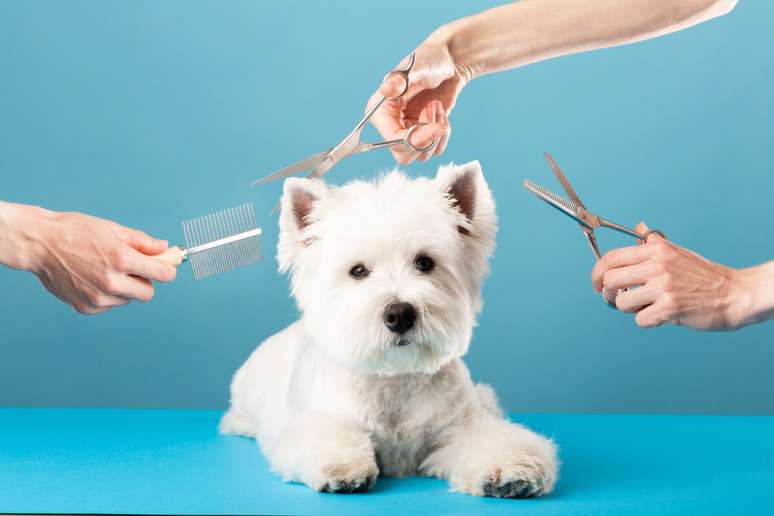 A tosa higiênica é recomendada para prevenir o acúmulo de sujeira, emaranhados de pelos, e contribuir para a saúde e bem-estar do pet