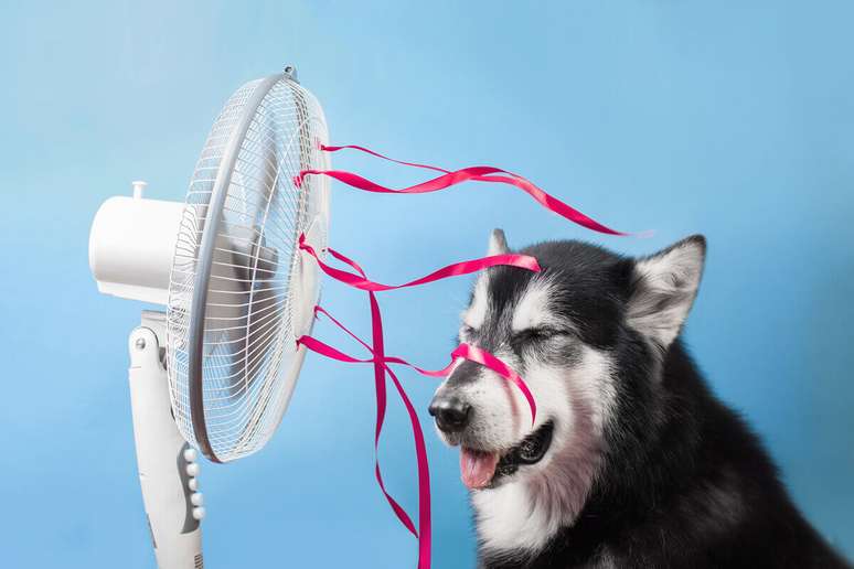 Dias de calor exigem cuidados redobrados com os pets