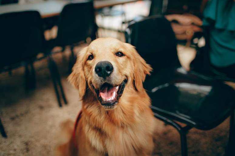 Diferentes pesquisas testam remédios antienvelhecimento em cachorros (Imagem: Helena Lopes/Pexels)