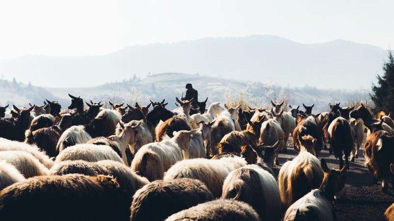 Cientistas descobriram que genes que aumentam risco de esclerose múltipla apareceram no noroeste da Europa há cerca de 5 mil anos após migração maciça de pastores de gado conhecidos como Yamnaya