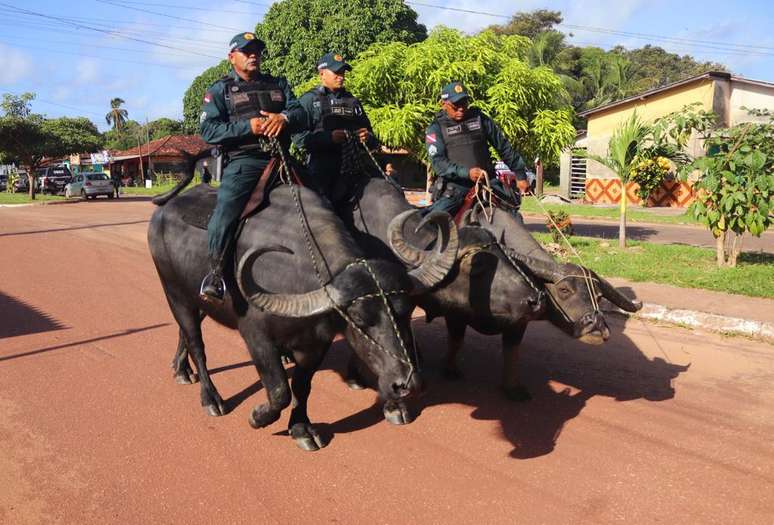 Polícia Militar na Ilha do Marajó (PA) utiliza búfalos em patrulhamentos