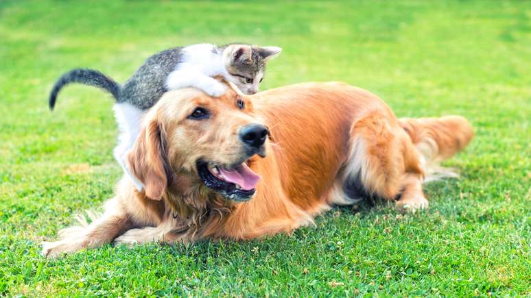 Cão e gato